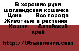 В хорошие руки шотландская кошечка › Цена ­ 7 - Все города Животные и растения » Кошки   . Алтайский край